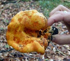 Hypomyces lactifluorum.